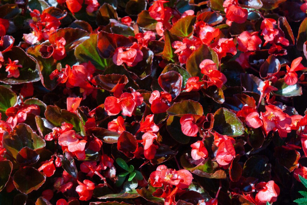 Les différentes variétés de bégonias