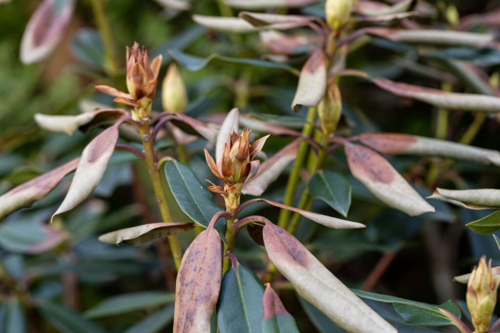 Maladies du rhododendron