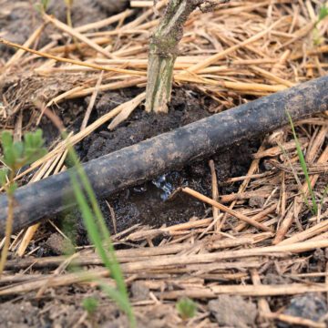 Arrosage goutte à goutte de la plante