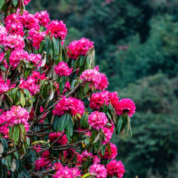 fleur de rhododendron