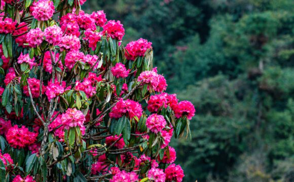 fleur de rhododendron