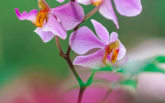 Orchidée : quelles sont ses caractéristiques ?