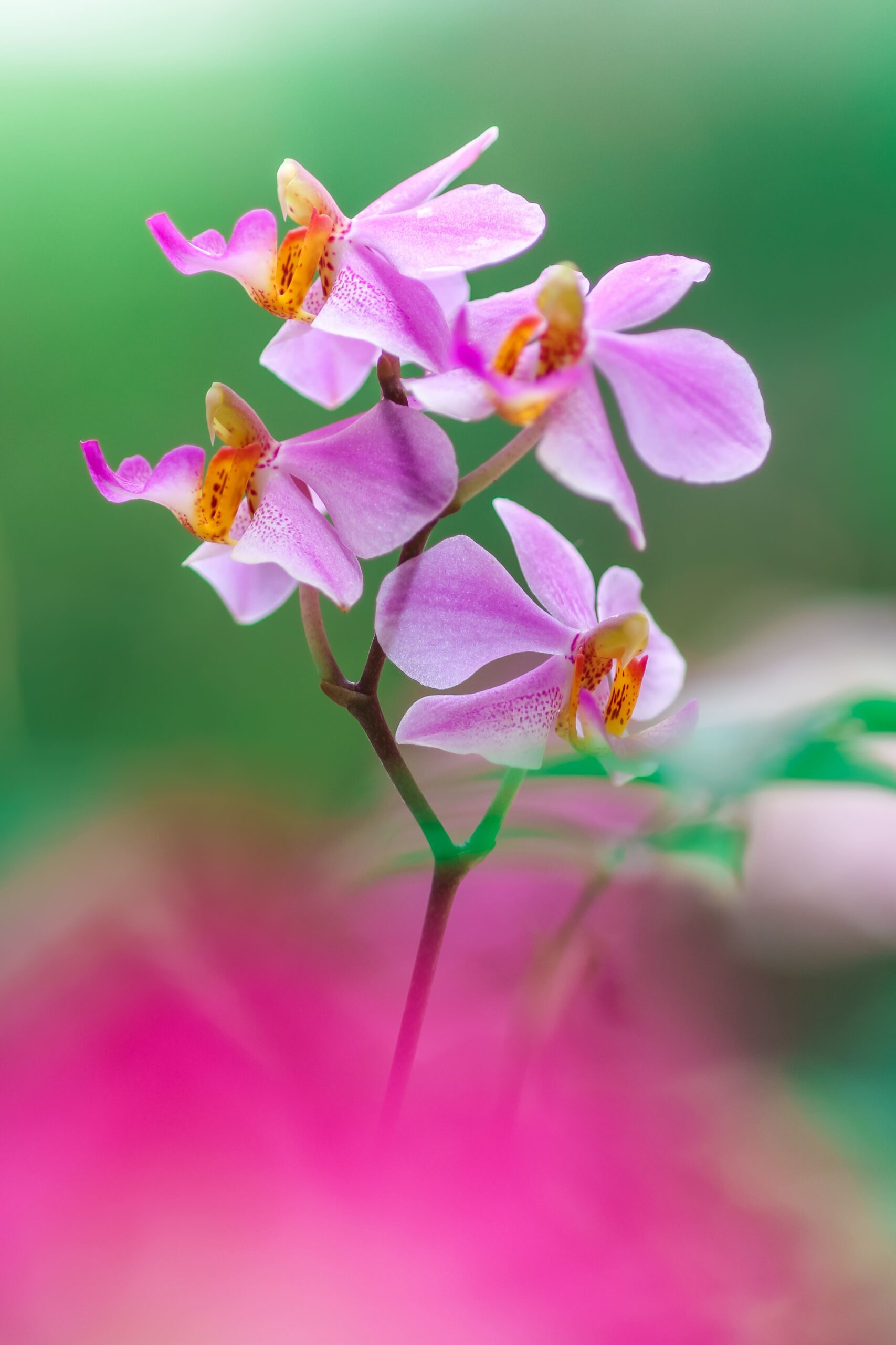 Orchidée : quelles sont ses caractéristiques ?