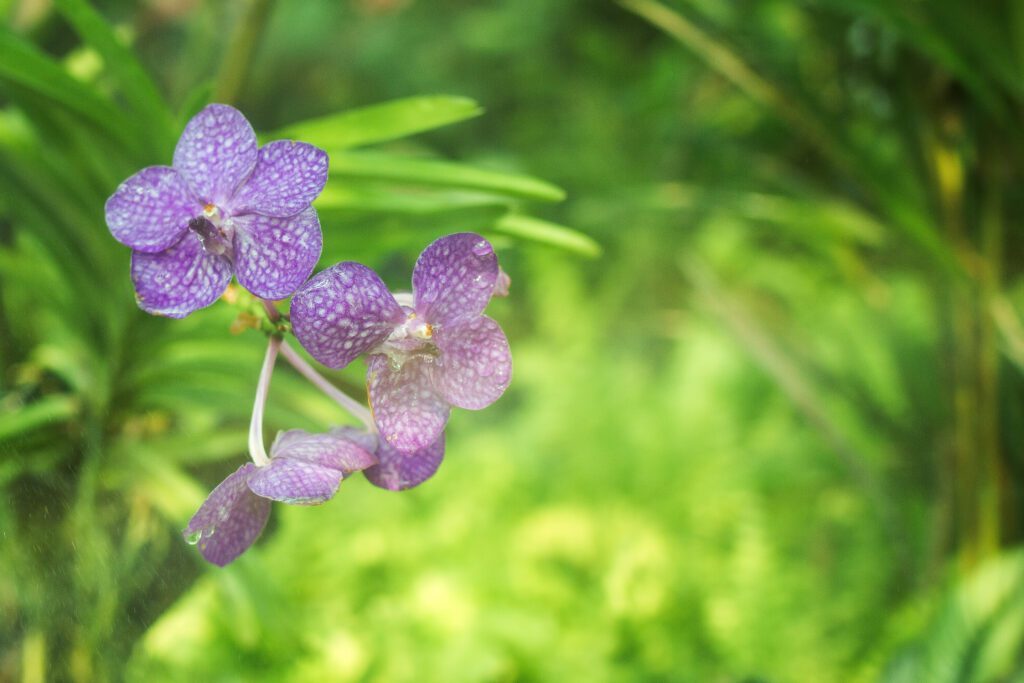 orchidée Vanda