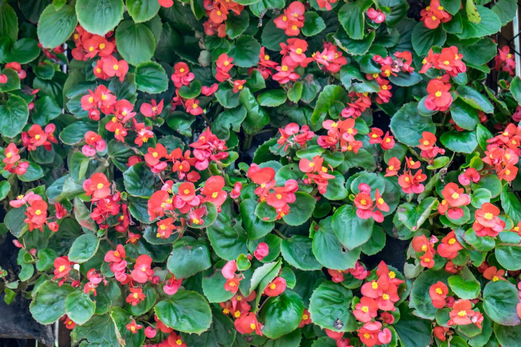 Fleur de bégonia à boutons rouges
