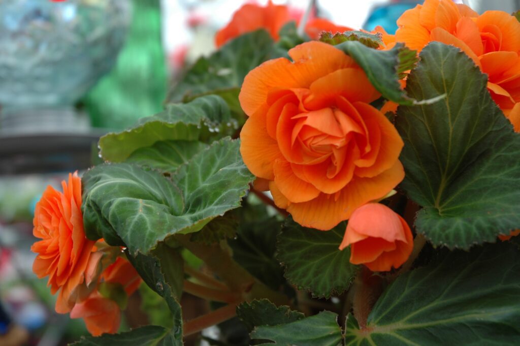 Les fleurs de bégonia orange vif