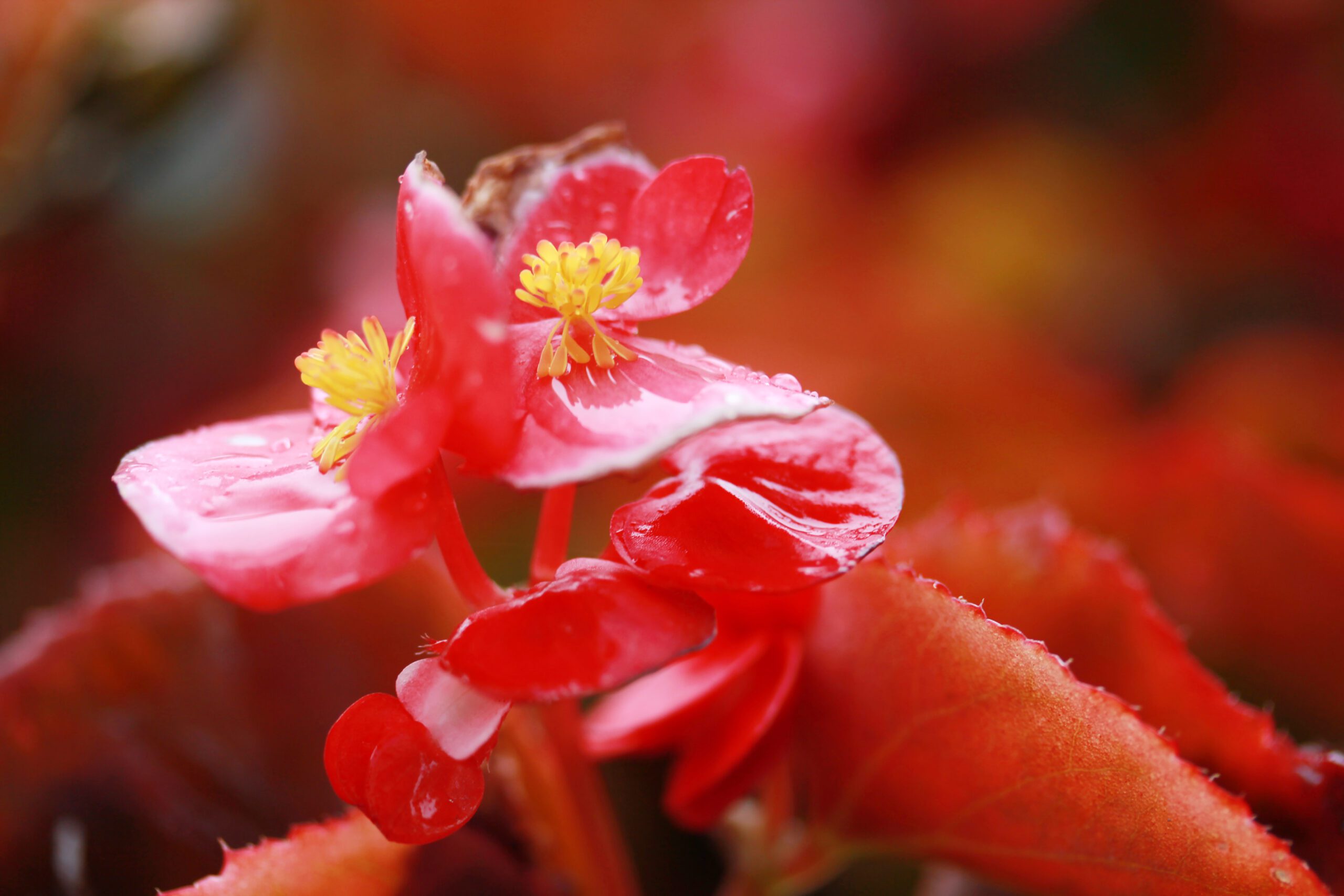 Est-ce que les bégonias repoussent tous les ans ?