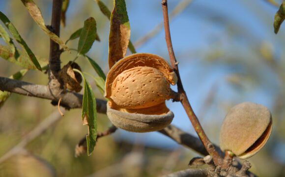 Quand récolter les amandes ?