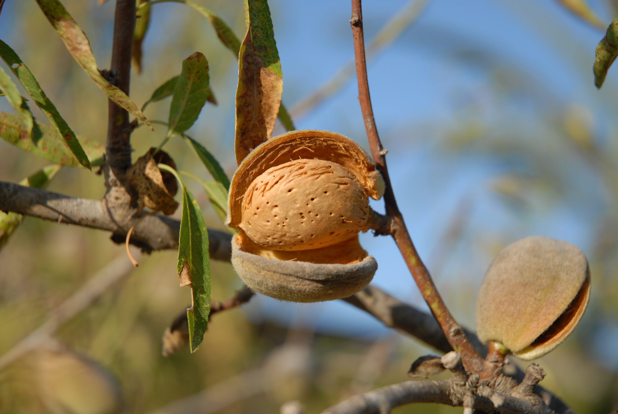 Quand récolter les amandes ?