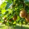 Cultiver et entretenir le kiwi : guide complet