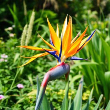 Strelitzia : guide de culture et entretien du paradisier