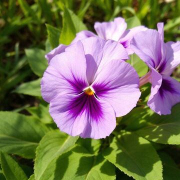 Violette : conseils et astuces pour bien la cultiver