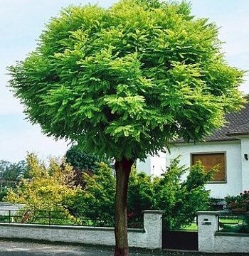 Acacia boule
