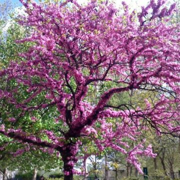 Arbre de Judée : conseils de plantation et entretien