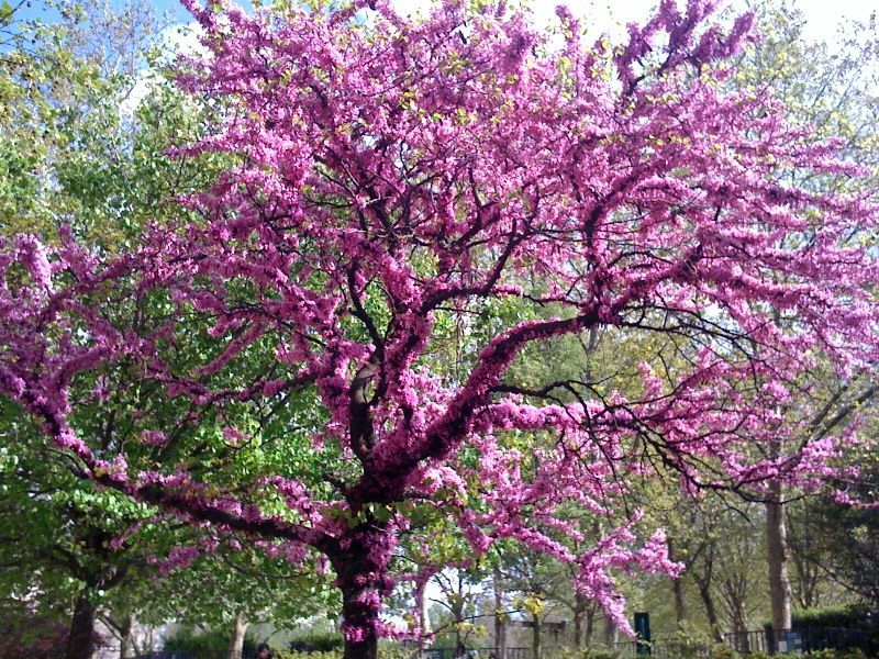 Arbre de Judée : conseils de plantation et entretien