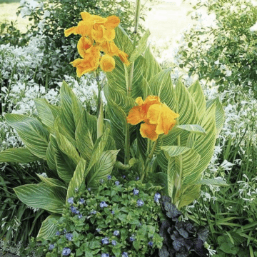 Canna 'Tropicanna Gold' : culture et Entretien