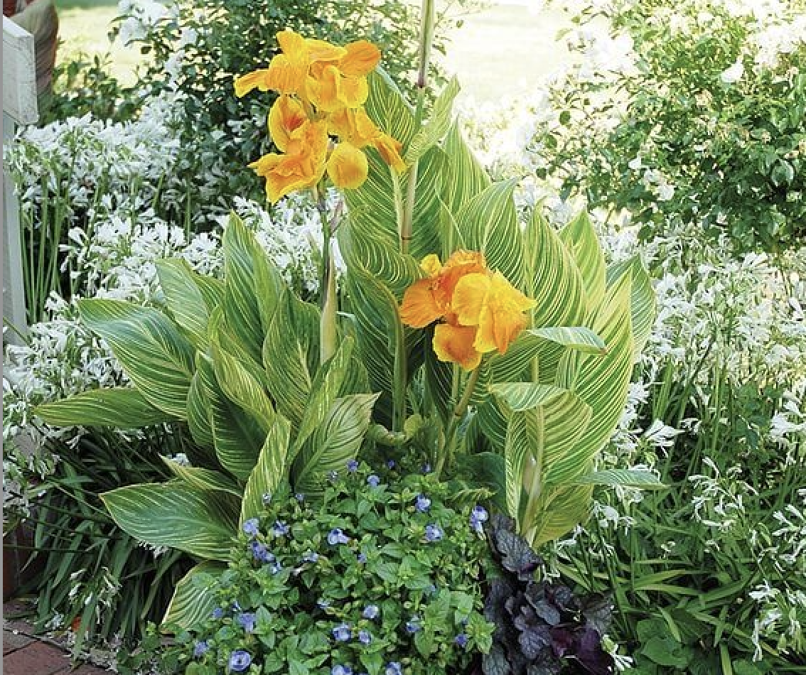 Canna 'Tropicanna Gold' : culture et Entretien