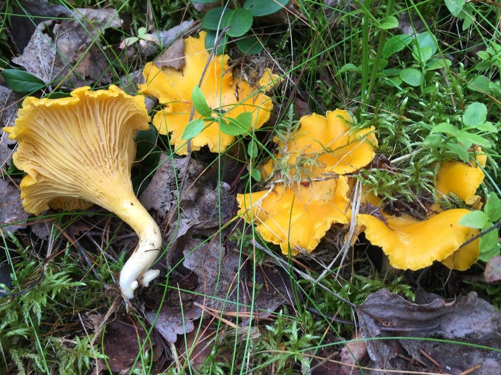 Chanterelle jaune : conseils de culture et de cueillette