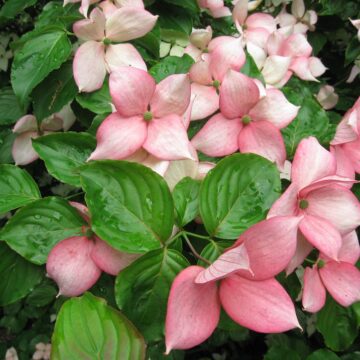 Cornus kousa 'Stellar Pink': cornouiller à grandes fleurs roses
