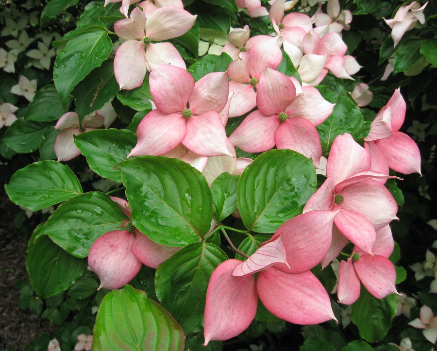 Cornus kousa 'Stellar Pink': cornouiller à grandes fleurs roses