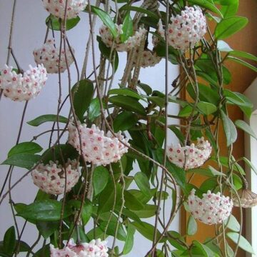 Hoya : entretien et Conseils pour la Fleur de Porcelaine