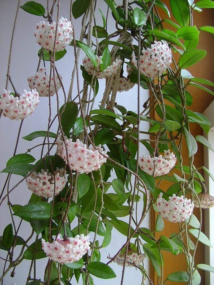 Hoya : entretien et Conseils pour la Fleur de Porcelaine
