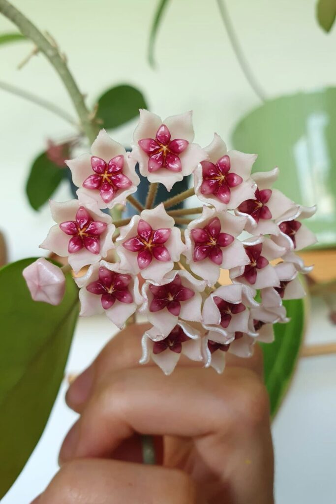Hoya bella