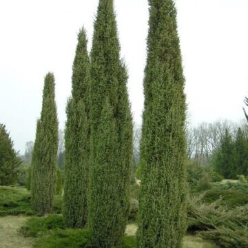 Juniperus Communis Sentinel
