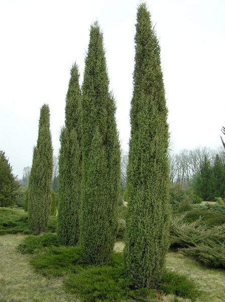 Juniperus Communis Sentinel