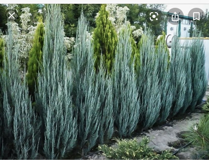 Juniperus scopulorum 'Blue Arrow' 