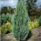 Juniperus scopulorum ‘Blue Arrow’ : un genévrier des Rocheuses bleu