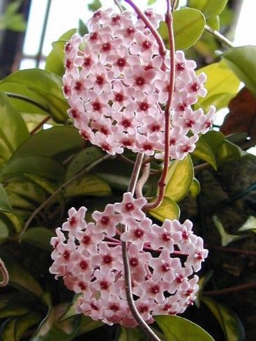l'Hoya