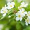 Séringat Philadelphus ‘Bouquet Blanc’ : arbuste Printanier Fleurissant