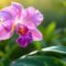 Orchidée Cattleya : guide de Culture et Entretien
