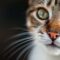L’importance des vibrisses chez le chat : tout savoir sur ses moustaches
