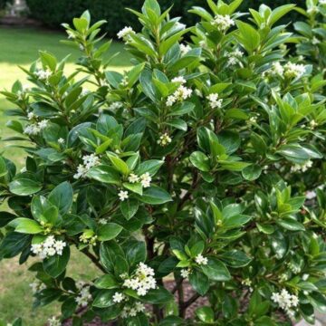 Troène du Japon (Ligustrum Japonicum) : entretien et Culture