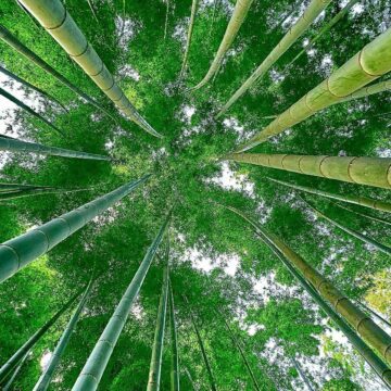 Bambou géant : conseils de culture et entretien