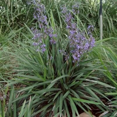 Dianella : culture, entretien et conseils pratiques