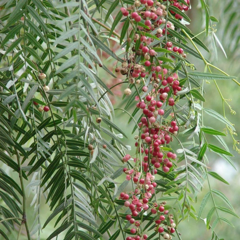 Faux Poivrier : entretien, arrosage et taille optimale