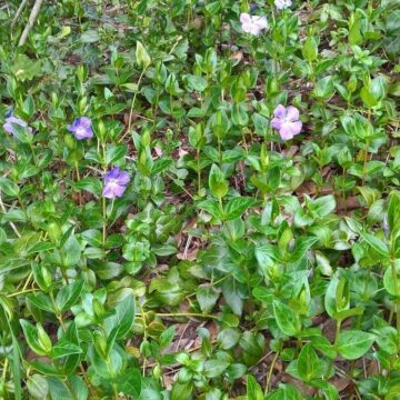 Plantes couvre-sol : comment éviter les mauvaises herbes ?