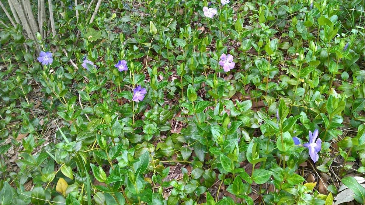 Plantes couvre-sol : comment éviter les mauvaises herbes ?