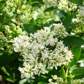 Troène du Japon (Ligustrum Japonicum) : entretien et Culture