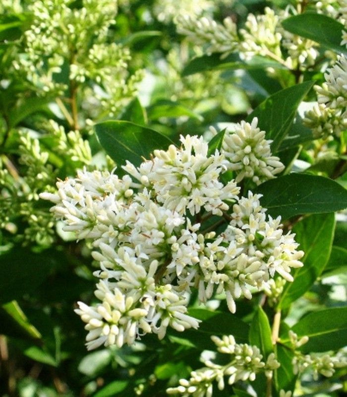 Troène du Japon (Ligustrum Japonicum) : entretien et Culture