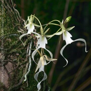 Orchidée Fantôme : culture et entretien Orchidée Fantôme : culture et entretien