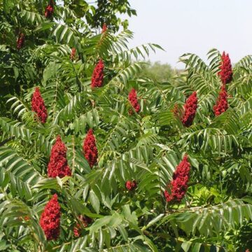Sumac de Virginie : plantation et Entretien Sumac de Virginie : plantation et Entretien