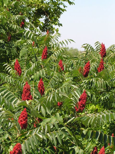 Sumac de Virginie : plantation et Entretien