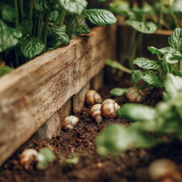 Ignorer cette notification. Saisissez le titre Elevage et soins des escargots : guide pratique