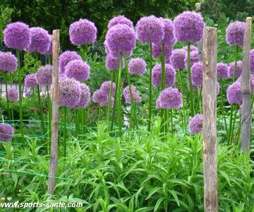 Ail géant : une fleur facile à cultiver, au rendu spectaculaire Ail géant : une fleur facile à cultiver, au rendu spectaculaire