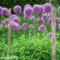Ail géant : une fleur facile à cultiver, au rendu spectaculaire