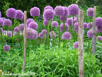 Ail géant : une fleur facile à cultiver, au rendu spectaculaire
